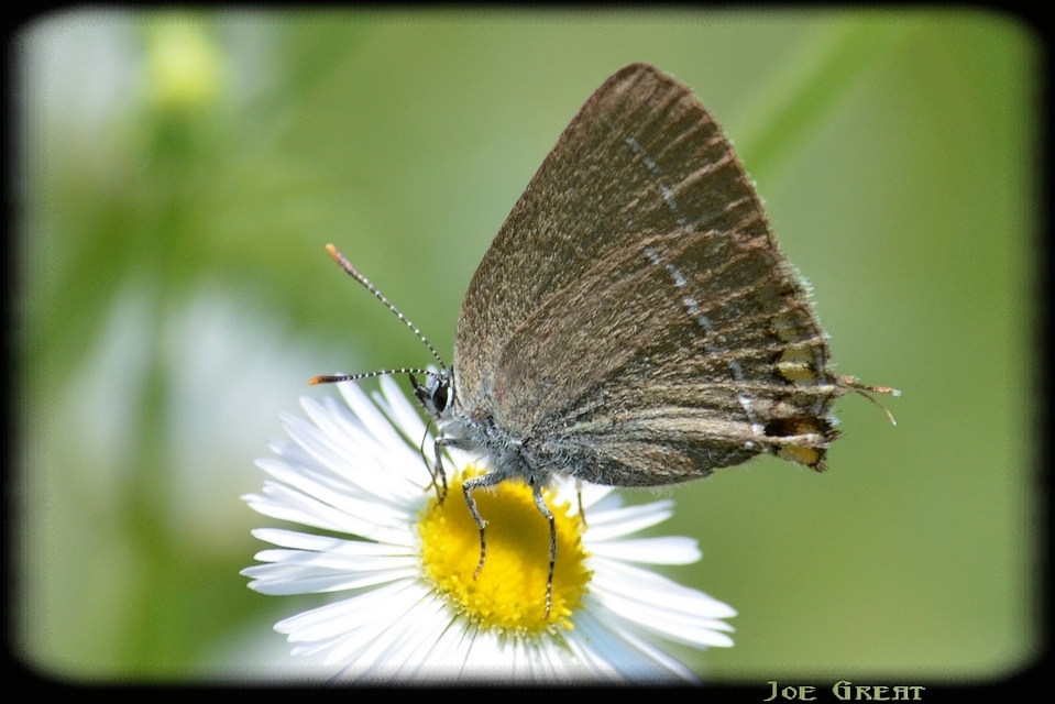 Satyrium spini - kökény-csücsköslepke