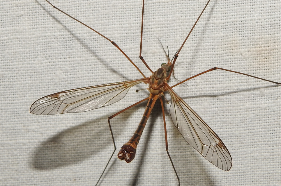 Tipula