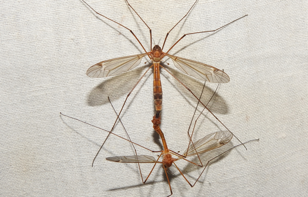 Tipula lunata