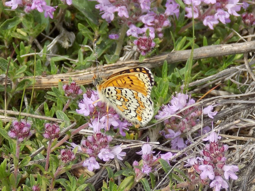 Melitaea cinxia - réti tarkalepke