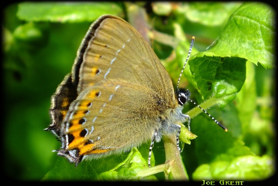 Satyrium pruni - szilvafa-csücsköslepke