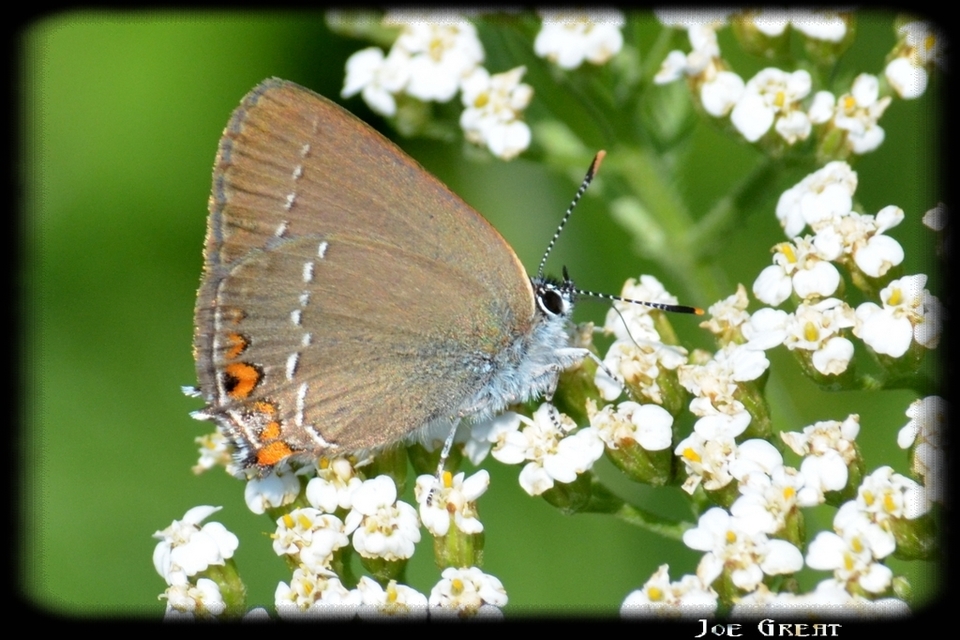 Satyrium acaciae - akác-csücsköslepke