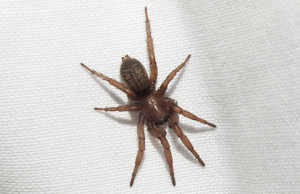 Gnaphosa muscorum