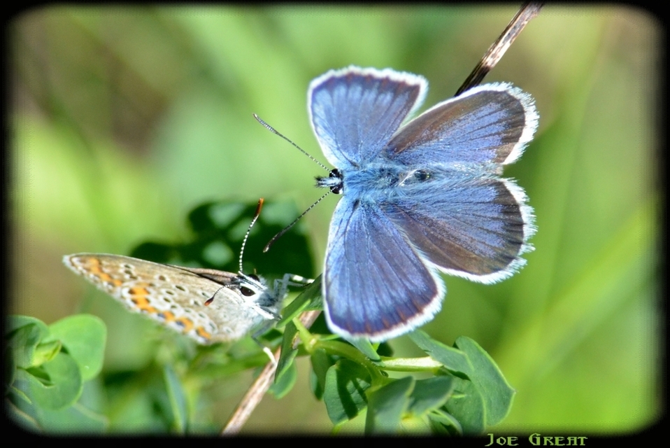 Plebejus argus - ezüstös boglárka