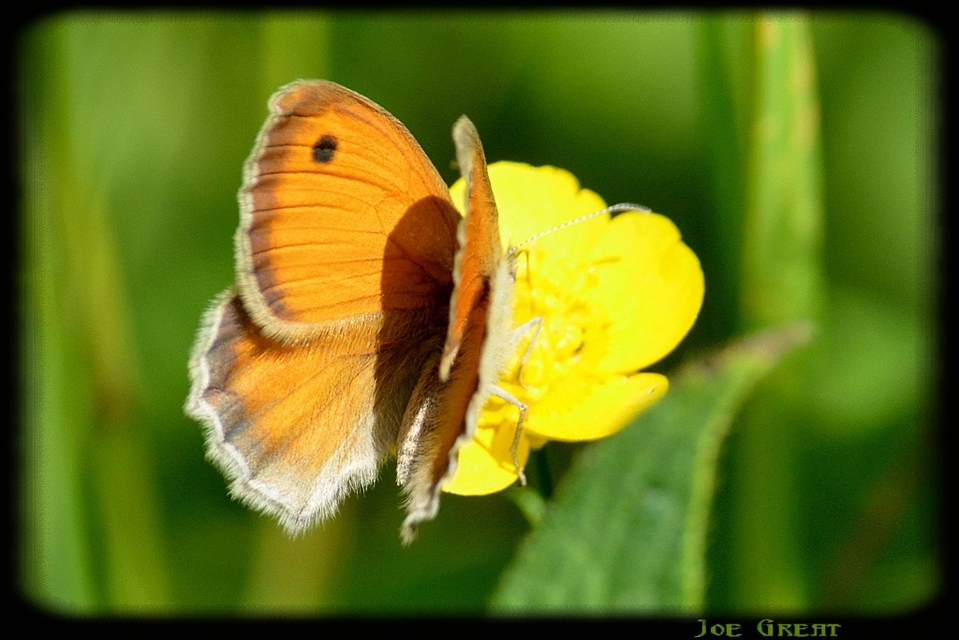 Coenonympha pamphilus - kis szénalepke
