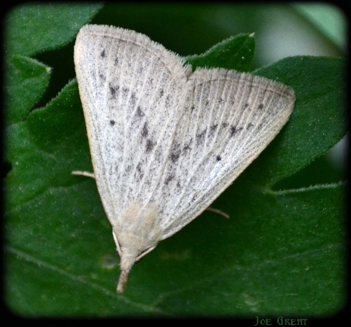 Macrochilo cribrumalis - csontszínű karcsúbagoly