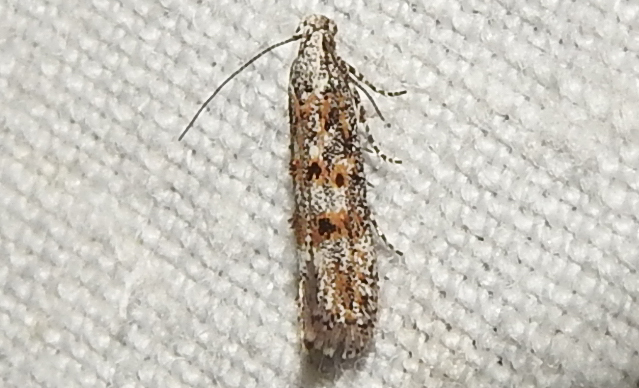 Ephysteris inustella - buckalakó sarlósmoly