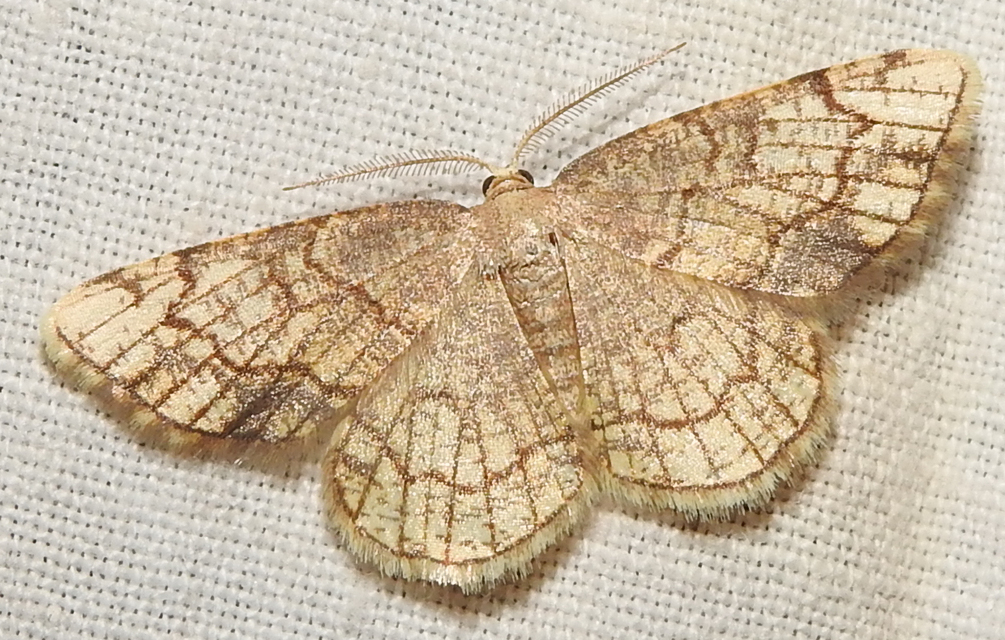 Stegania dilectaria - fehérnyár-araszoló