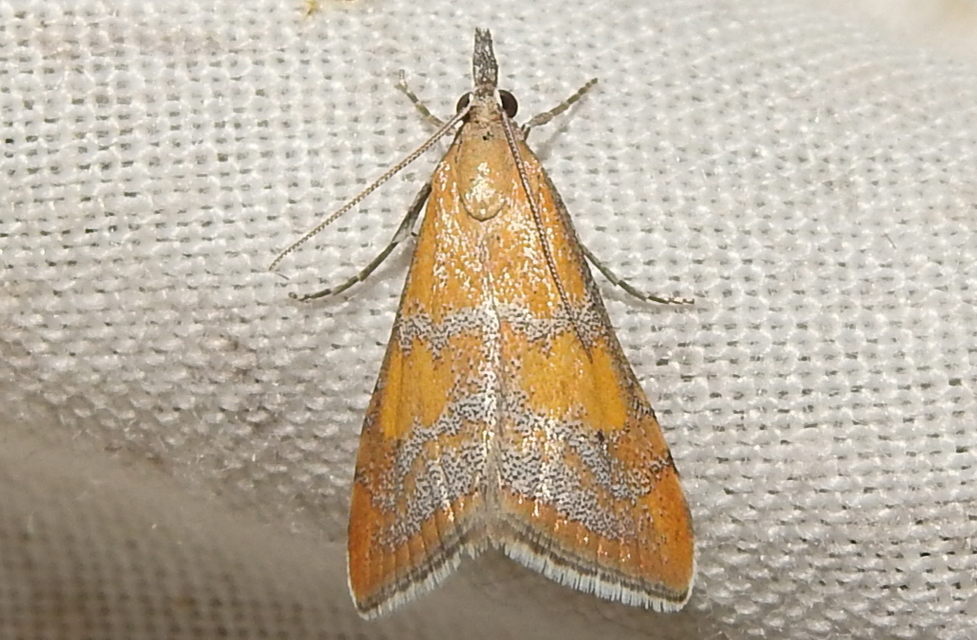 Hyperlais dulcinalis - homoki tűzmoly