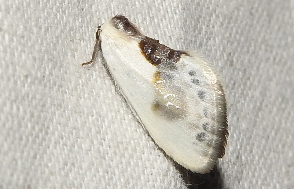 Cilix glaucata - törpe sarlósszövő