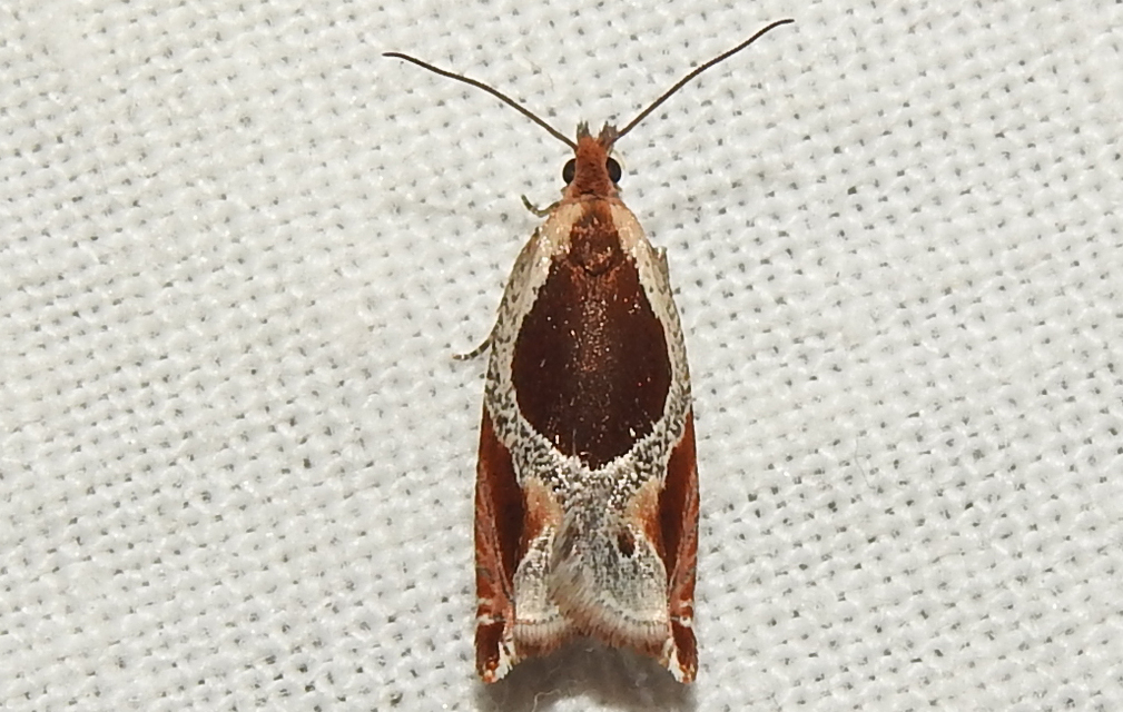Ancylis unculana - szedersodró horgasmoly