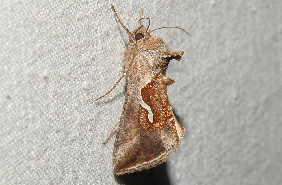 Macdunnoughia confusa - cseppfoltos ezüstbagoly