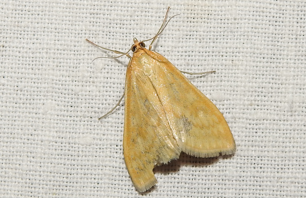 Sitochroa verticalis - világossárga dudvamoly