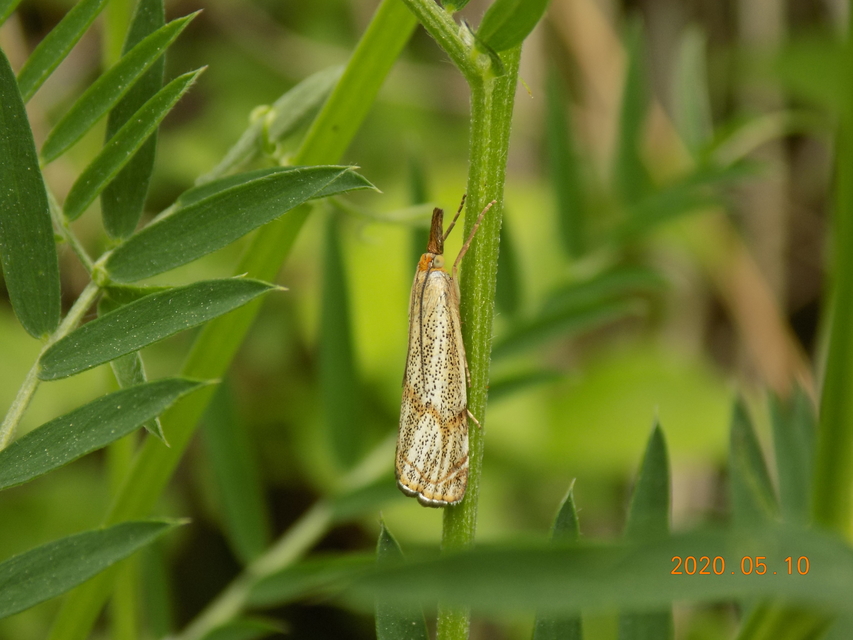 Thisanotia chrysonuchella - tavaszi fűgyökérmoly
