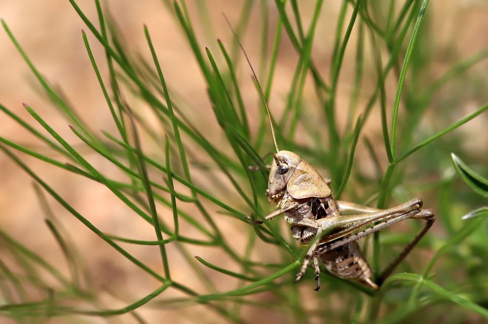 Decticus verrucivorus - szemölcsevő szöcske