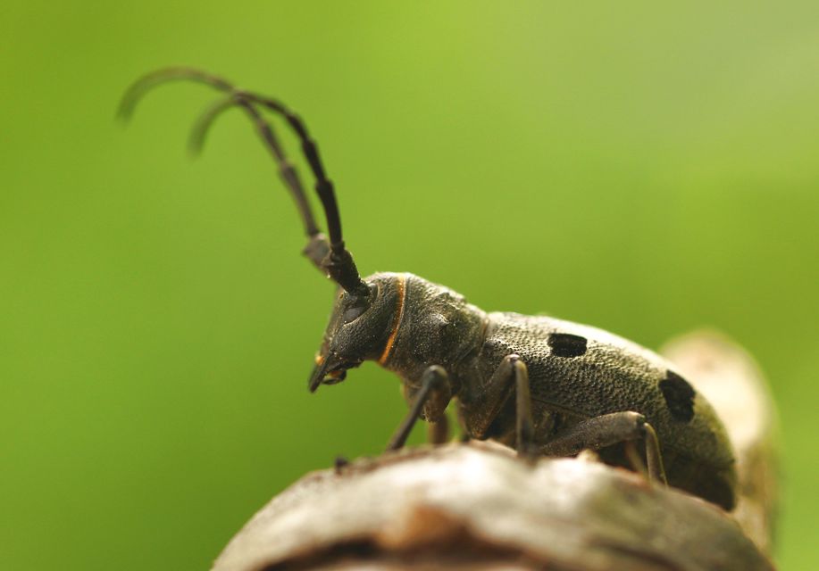 Morimus asper funereus - gyászcincér