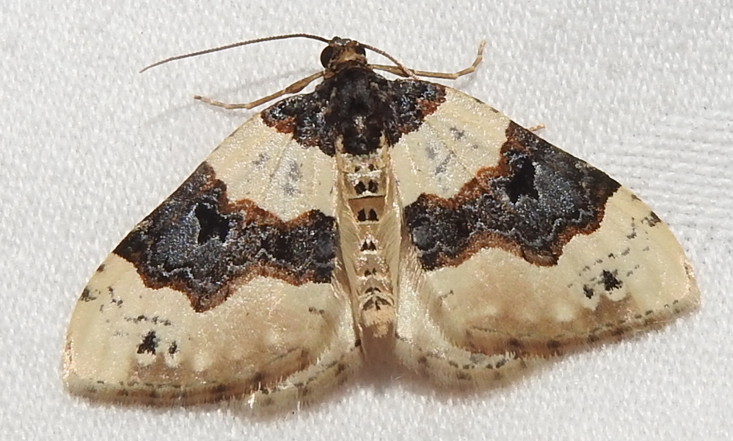 Cosmorhoe ocellata - szemes galajaraszoló
