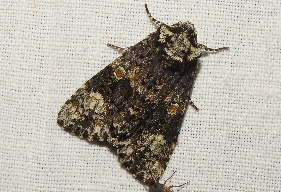 Craniophora ligustri - fagyalbagoly