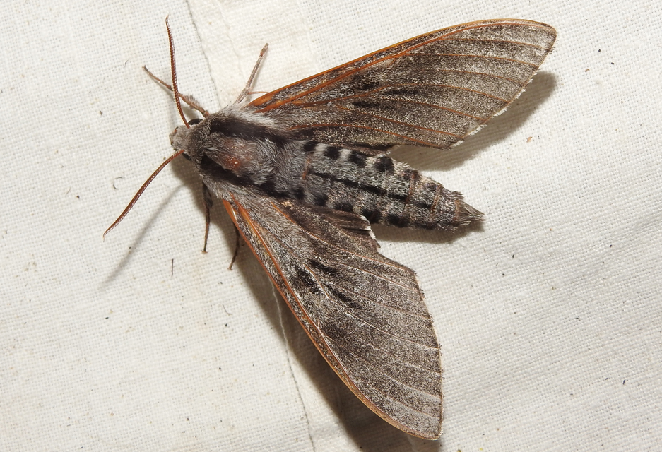Hyloicus pinastri - fenyőszender