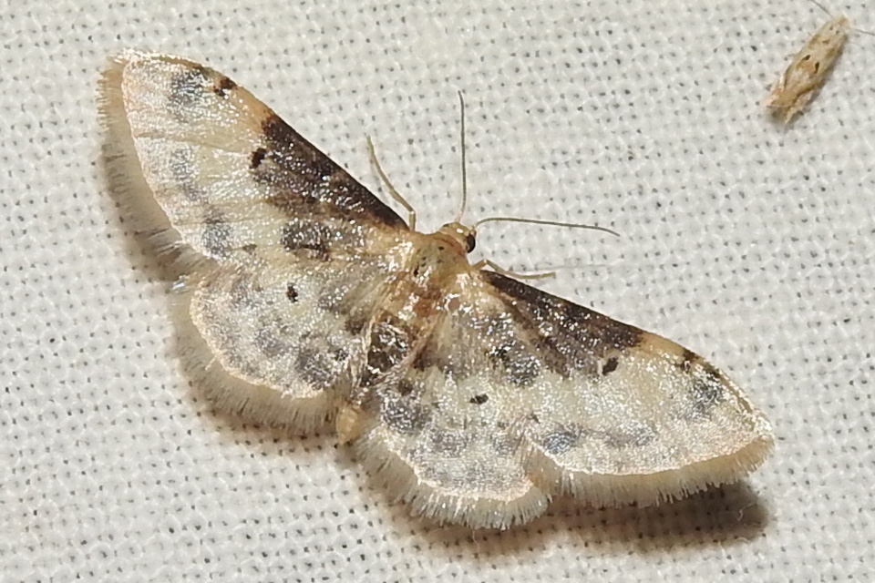 Idaea filicata - sötéttövű apróaraszoló