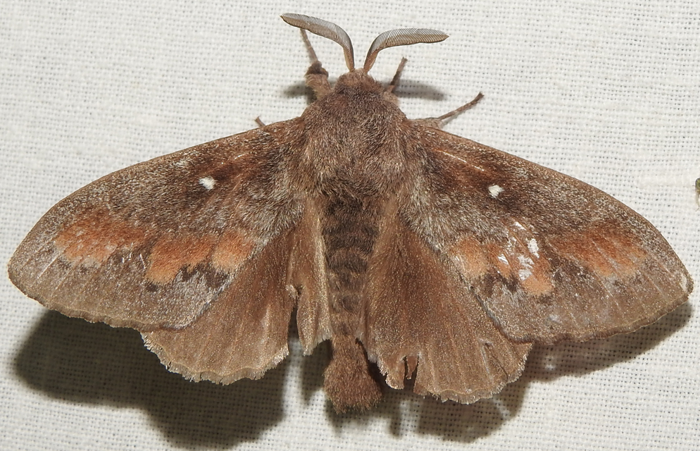 Dendrolimus pini - fenyőpohók