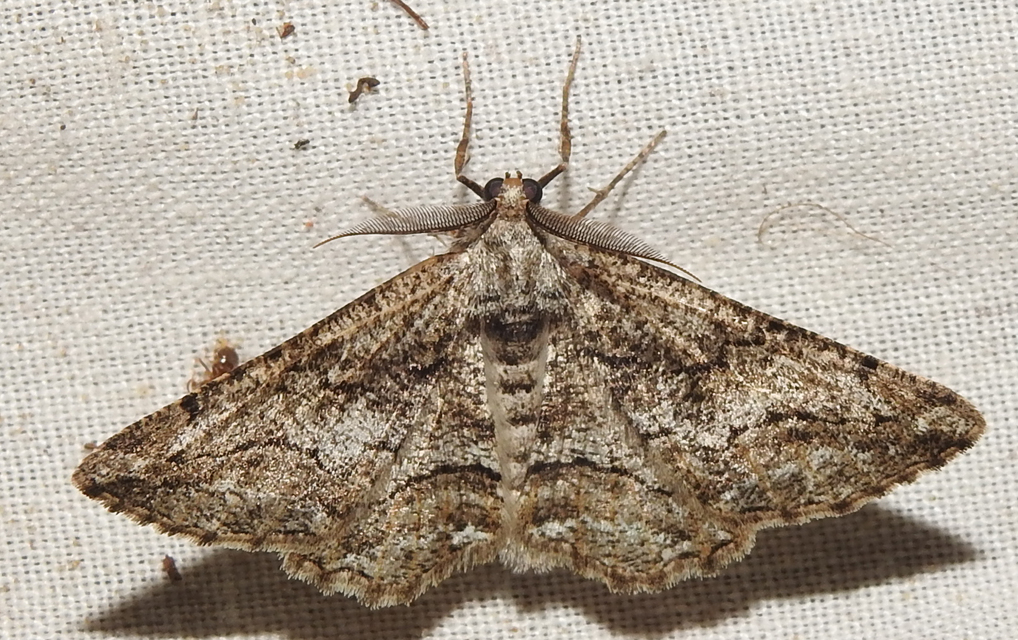Synopsia sociaria - ürömaraszoló
