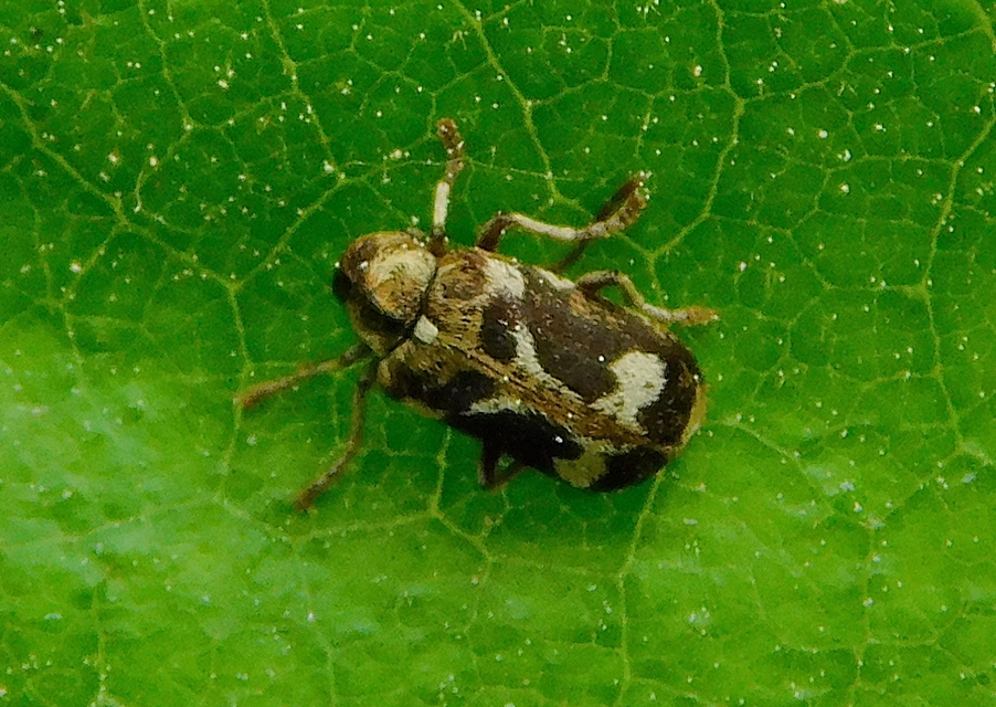 Ptinomorphus imperialis - díszes álszú