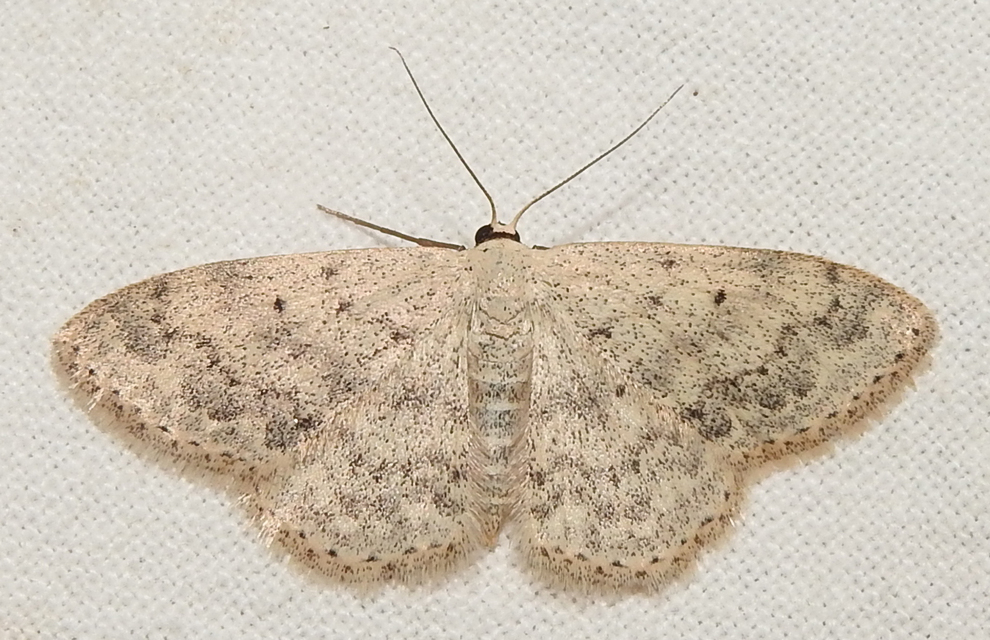 Scopula marginepunctata - pettyes sávosaraszoló