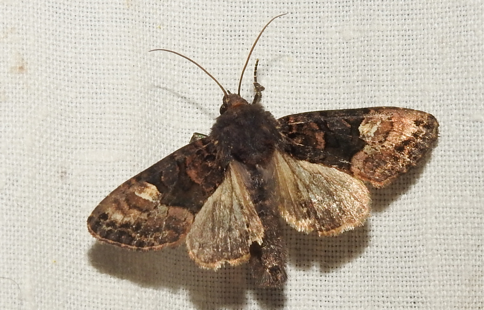 Euplexia lucipara - szeder-csipkésbagoly