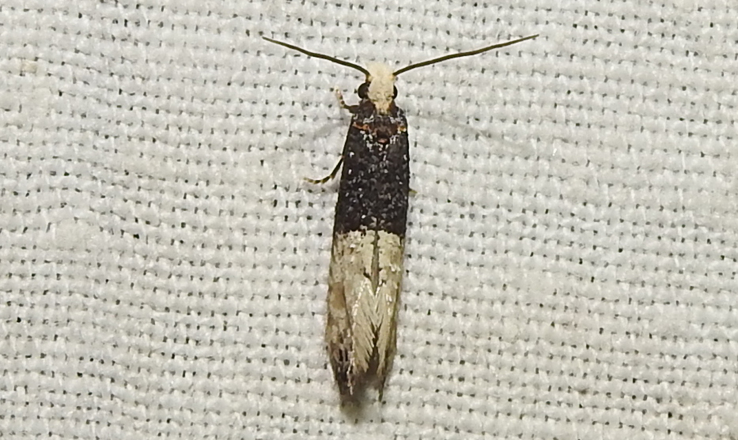 Trichophaga tapetzella - takácsmoly