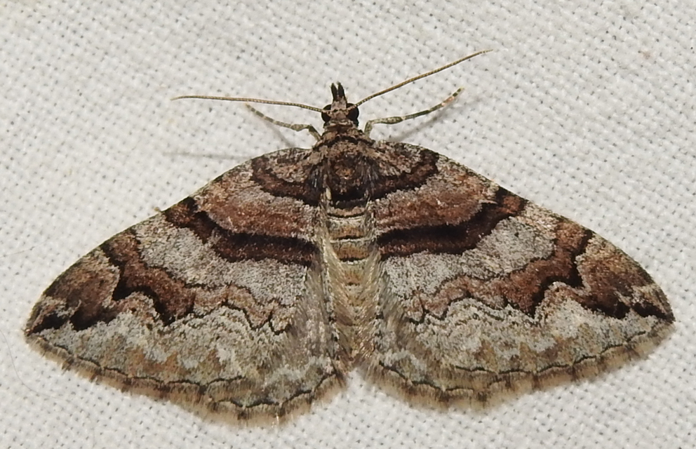 Pareulype berberata - sóskafa-tarkaaraszoló