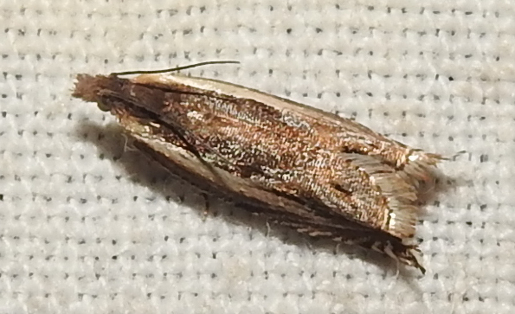 Ancylis