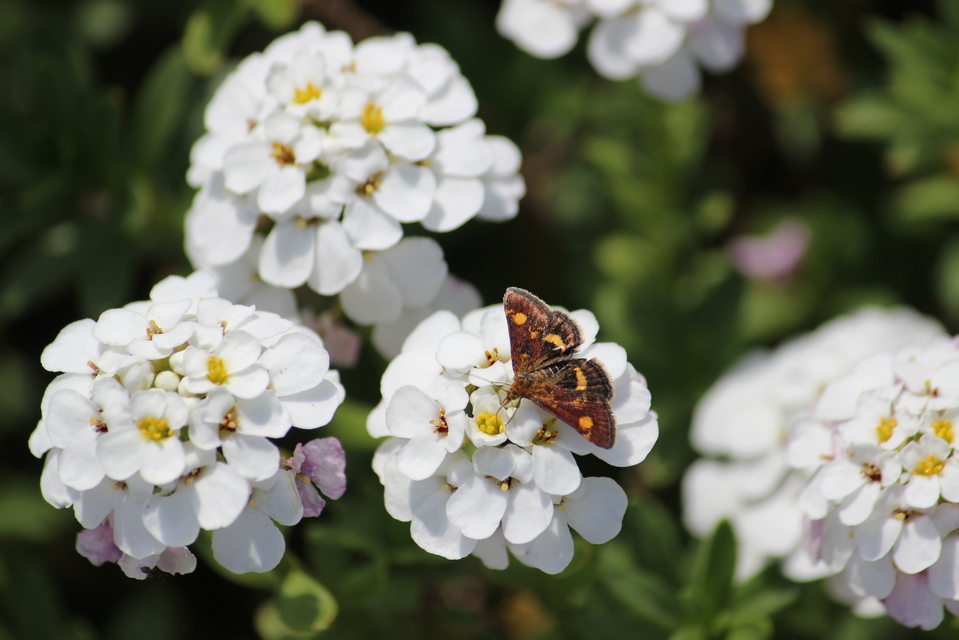 Pyrausta aurata - aranyló bíbormoly