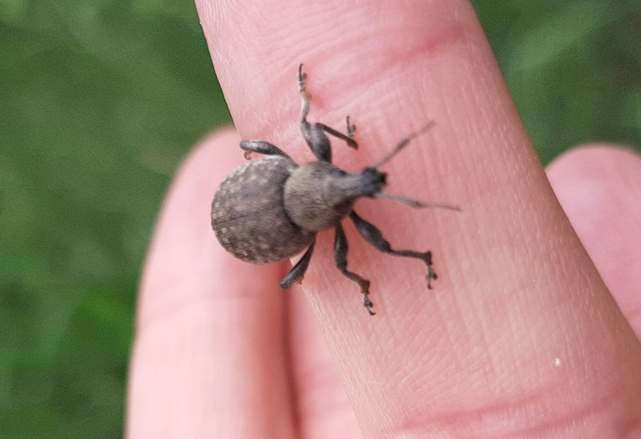 Otiorhynchus ligustici - vincellér-gyalogormányos