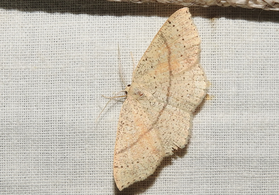 Cyclophora punctaria - sávos pettyesaraszoló
