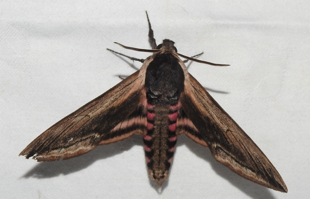 Sphinx ligustri - fagyalszender