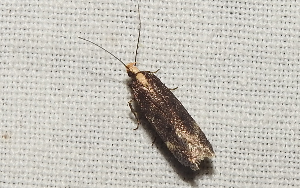 Aroga flavicomella - aranyfejű sarlósmoly