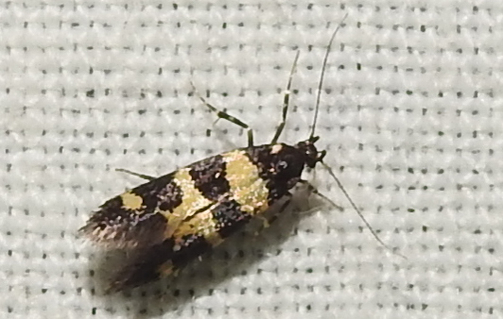 Denisia augustella - zebramoly