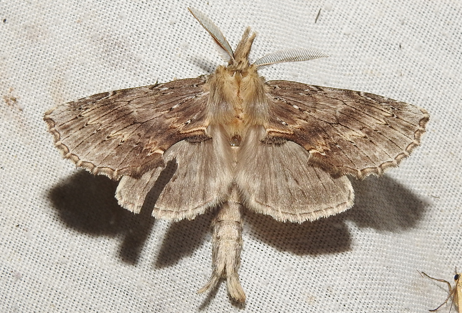 Pterostoma palpina - csőrös púposszövő