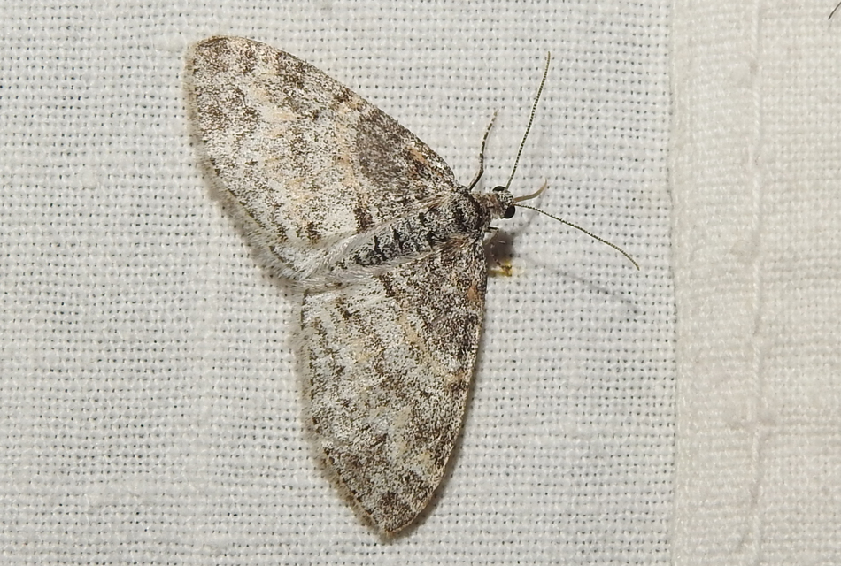 Lobophora halterata - szárnyfüggelékes araszoló