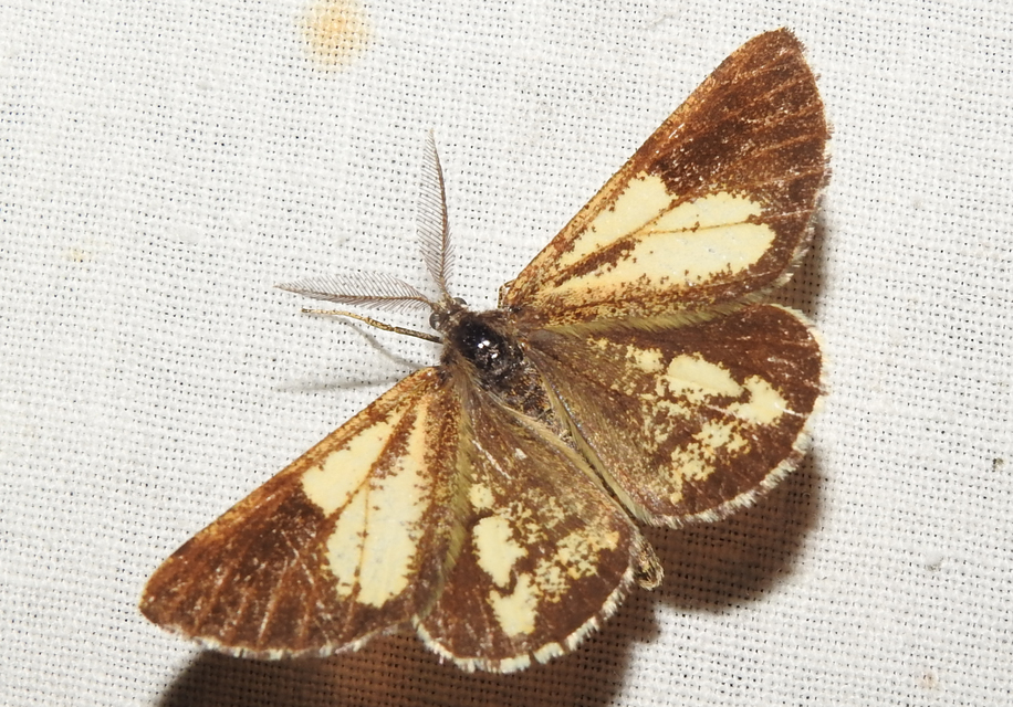 Bupalus piniaria - fenyőaraszoló
