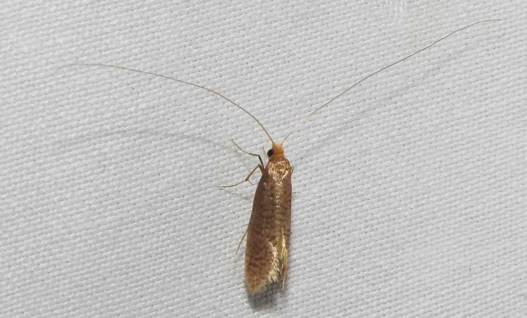 Nematopogon