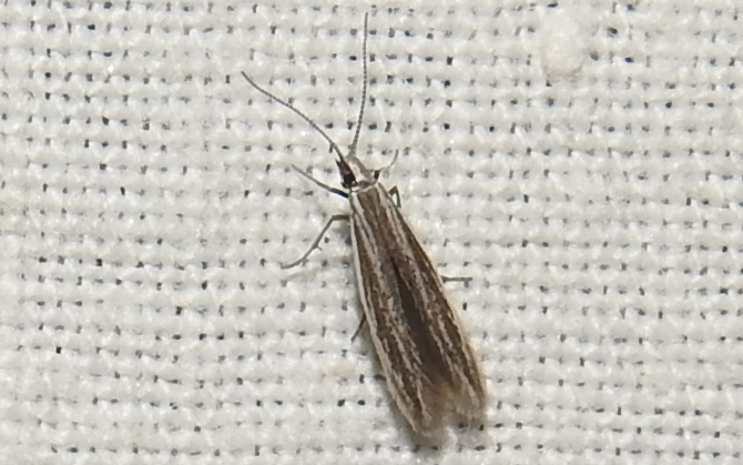 Coleophora niveistrigella - fátyolvirág-zsákosmoly