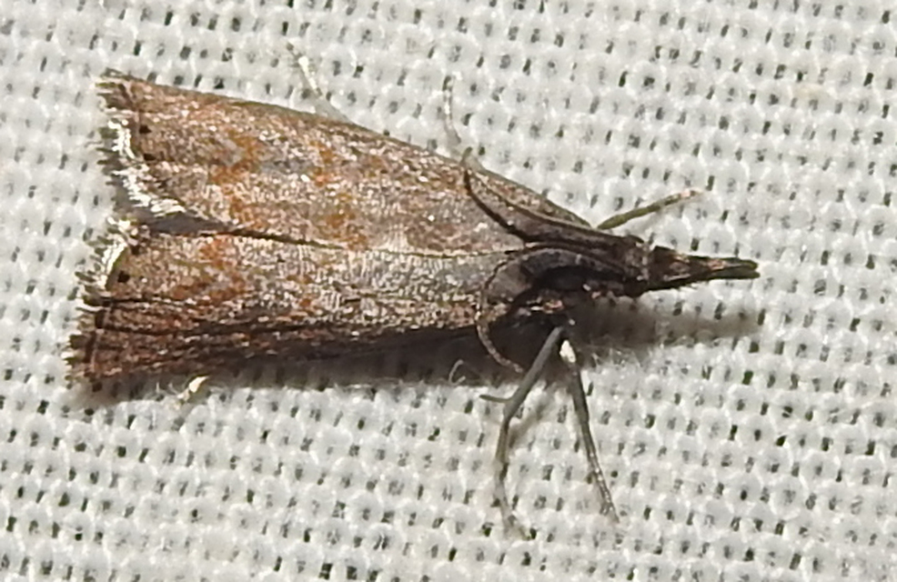 Platytes cerussella - törpe fűgyökérmoly
