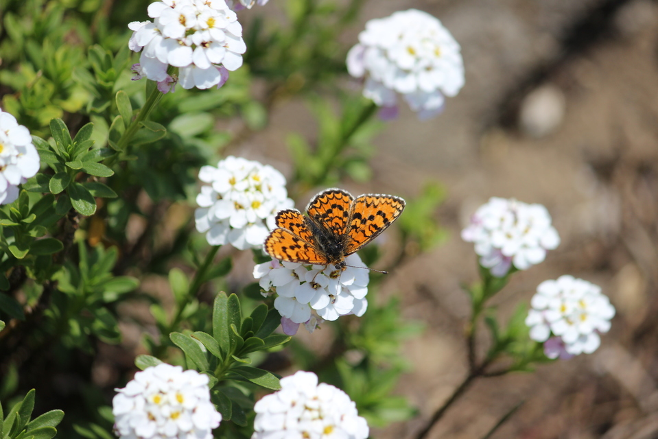 Melitaea trivia - kis tarkalepke