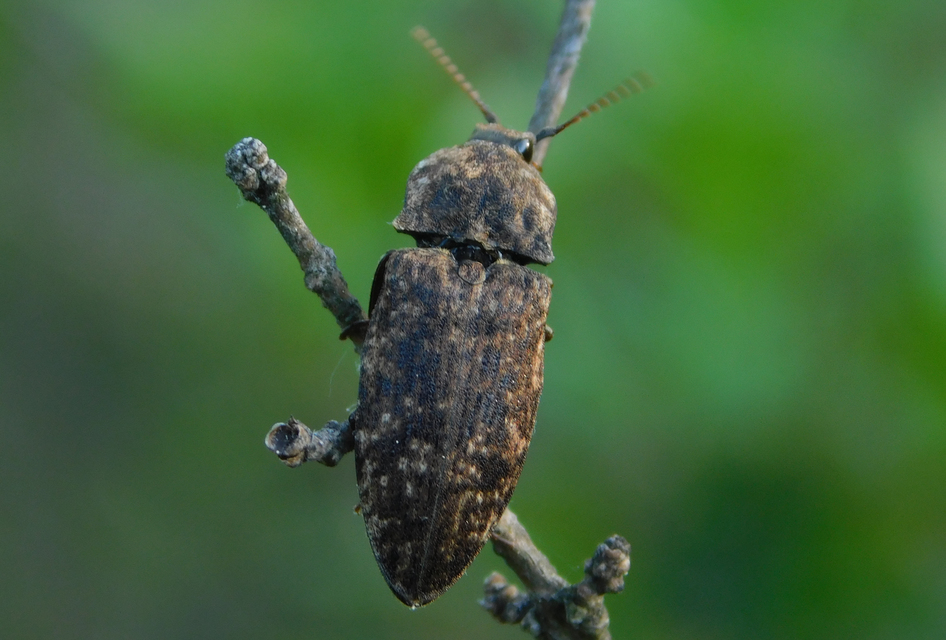 Agrypnus murinus - egérszínű pikkelyespattanó