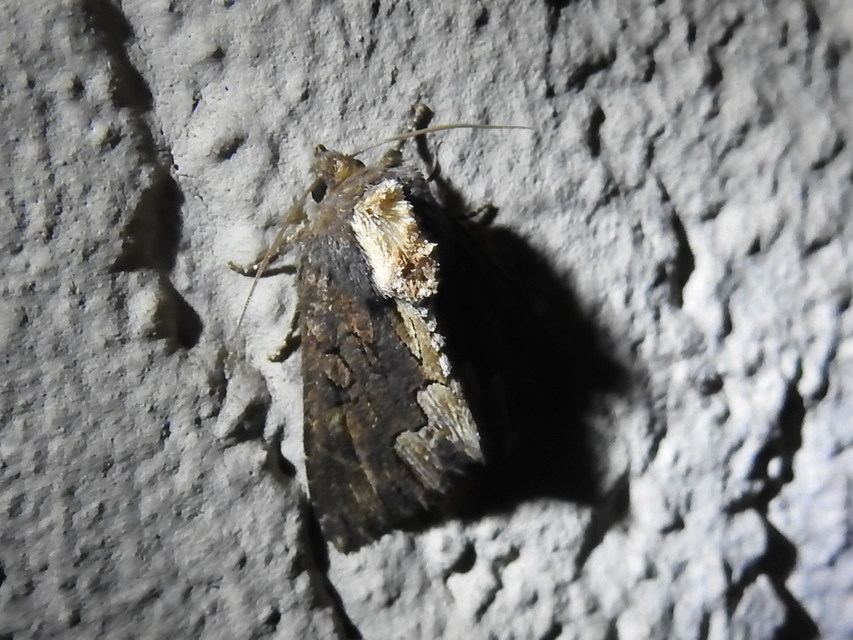 Dypterygia scabriuscula - szurokbarna nyáribagoly
