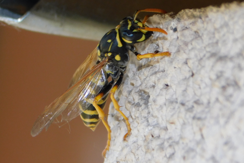 Polistes dominulus - déli papírdarázs