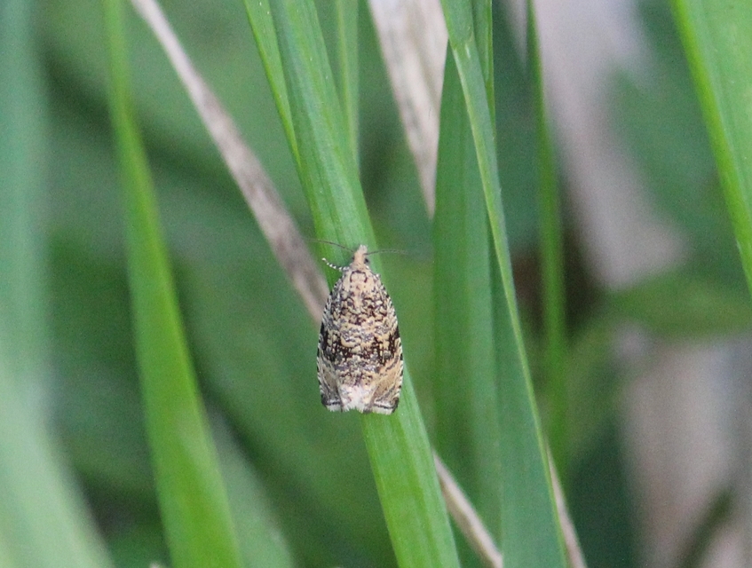 Celypha lacunana - vízparti tükrösmoly
