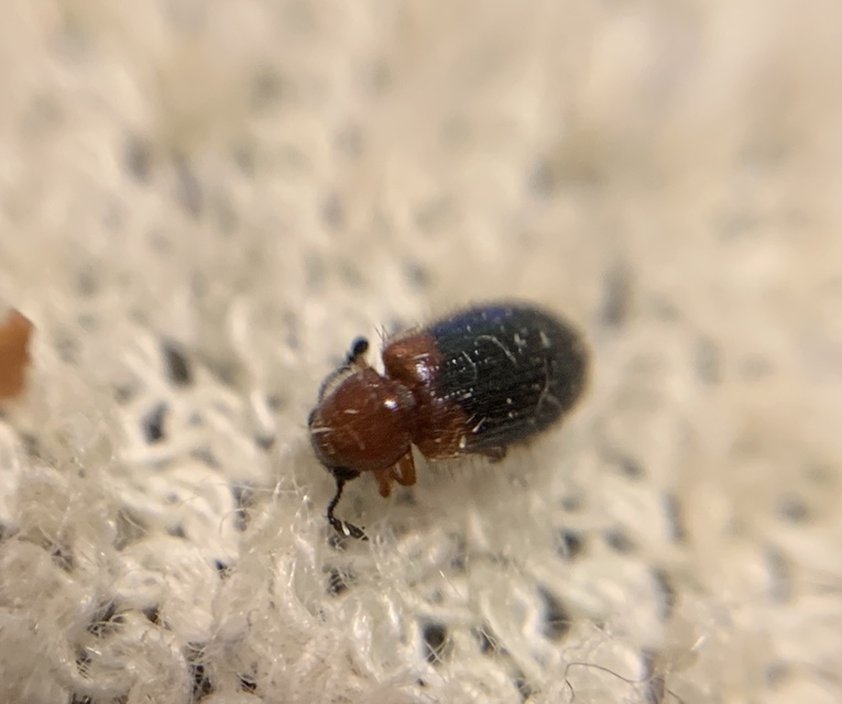 Necrobia ruficollis - vörösnyakú hullabogár